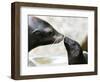 APTOPIX DEU BY Seeloewen Nachwuchs-Christof Stache-Framed Photographic Print