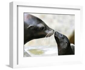 APTOPIX DEU BY Seeloewen Nachwuchs-Christof Stache-Framed Photographic Print