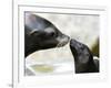 APTOPIX DEU BY Seeloewen Nachwuchs-Christof Stache-Framed Photographic Print