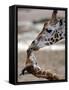 APTOPIX DEU Tiere Giraffenbaby-Kai-uwe Knoth-Framed Stretched Canvas