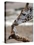 APTOPIX DEU Tiere Giraffenbaby-Kai-uwe Knoth-Stretched Canvas