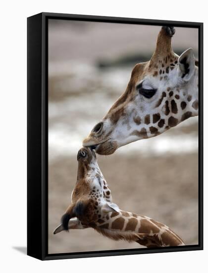 APTOPIX DEU Tiere Giraffenbaby-Kai-uwe Knoth-Framed Stretched Canvas