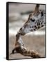 APTOPIX DEU Tiere Giraffenbaby-Kai-uwe Knoth-Framed Stretched Canvas