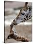 APTOPIX DEU Tiere Giraffenbaby-Kai-uwe Knoth-Stretched Canvas