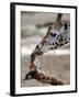 APTOPIX DEU Tiere Giraffenbaby-Kai-uwe Knoth-Framed Premium Photographic Print