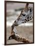 APTOPIX DEU Tiere Giraffenbaby-Kai-uwe Knoth-Framed Photographic Print