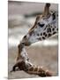 APTOPIX DEU Tiere Giraffenbaby-Kai-uwe Knoth-Mounted Photographic Print