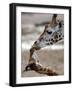 APTOPIX DEU Tiere Giraffenbaby-Kai-uwe Knoth-Framed Photographic Print