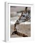 APTOPIX DEU Tiere Giraffenbaby-Kai-uwe Knoth-Framed Photographic Print