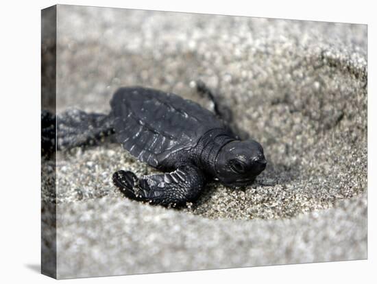 APTOPIX El Salvador Turtles Released-Luis Romero-Stretched Canvas