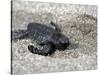 APTOPIX El Salvador Turtles Released-Luis Romero-Stretched Canvas