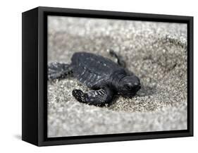 APTOPIX El Salvador Turtles Released-Luis Romero-Framed Stretched Canvas