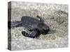 APTOPIX El Salvador Turtles Released-Luis Romero-Stretched Canvas