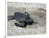 APTOPIX El Salvador Turtles Released-Luis Romero-Framed Photographic Print