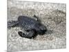 APTOPIX El Salvador Turtles Released-Luis Romero-Mounted Photographic Print