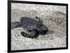 APTOPIX El Salvador Turtles Released-Luis Romero-Framed Photographic Print