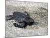 APTOPIX El Salvador Turtles Released-Luis Romero-Mounted Photographic Print