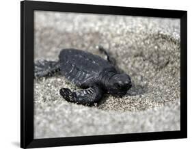 APTOPIX El Salvador Turtles Released-Luis Romero-Framed Photographic Print