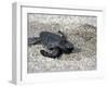 APTOPIX El Salvador Turtles Released-Luis Romero-Framed Photographic Print