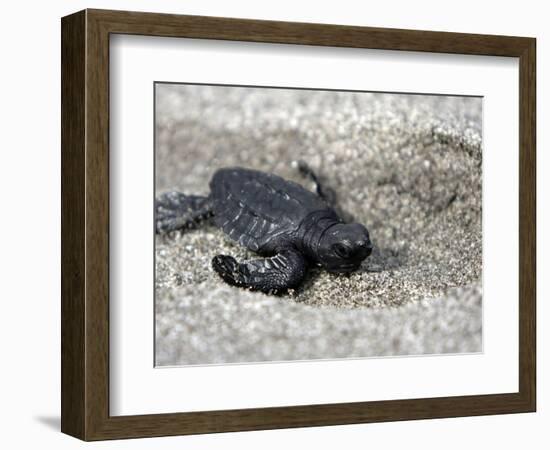 APTOPIX El Salvador Turtles Released-Luis Romero-Framed Photographic Print