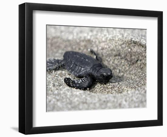 APTOPIX El Salvador Turtles Released-Luis Romero-Framed Photographic Print