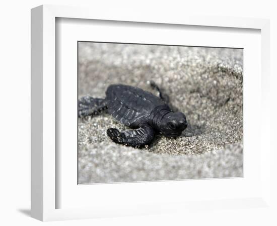 APTOPIX El Salvador Turtles Released-Luis Romero-Framed Photographic Print