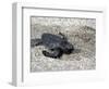 APTOPIX El Salvador Turtles Released-Luis Romero-Framed Photographic Print