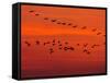 APTOPIX Hungary Migrating Birds-Tibor Olah-Framed Stretched Canvas