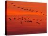 APTOPIX Hungary Migrating Birds-Tibor Olah-Stretched Canvas