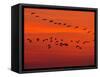 APTOPIX Hungary Migrating Birds-Tibor Olah-Framed Stretched Canvas