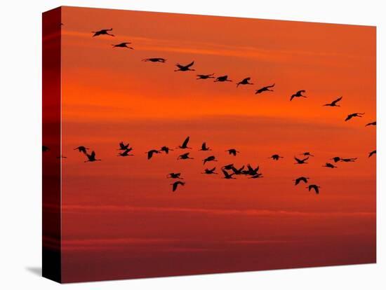 APTOPIX Hungary Migrating Birds-Tibor Olah-Stretched Canvas
