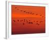 APTOPIX Hungary Migrating Birds-Tibor Olah-Framed Photographic Print