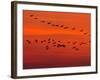 APTOPIX Hungary Migrating Birds-Tibor Olah-Framed Photographic Print