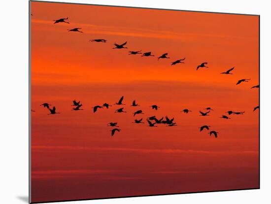 APTOPIX Hungary Migrating Birds-Tibor Olah-Mounted Photographic Print