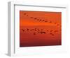 APTOPIX Hungary Migrating Birds-Tibor Olah-Framed Photographic Print