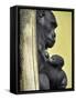 APTOPIX Hungary Newborn Gorilla-Bela Szandelszky-Framed Stretched Canvas