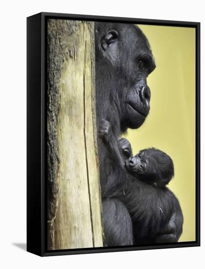 APTOPIX Hungary Newborn Gorilla-Bela Szandelszky-Framed Stretched Canvas