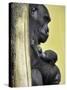 APTOPIX Hungary Newborn Gorilla-Bela Szandelszky-Stretched Canvas