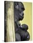 APTOPIX Hungary Newborn Gorilla-Bela Szandelszky-Stretched Canvas