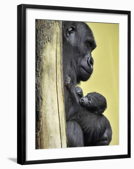 APTOPIX Hungary Newborn Gorilla-Bela Szandelszky-Framed Photographic Print