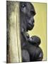 APTOPIX Hungary Newborn Gorilla-Bela Szandelszky-Mounted Photographic Print