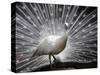 APTOPIX India White Peacock-Mahesh Kumar A-Stretched Canvas