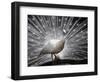 APTOPIX India White Peacock-Mahesh Kumar A-Framed Photographic Print