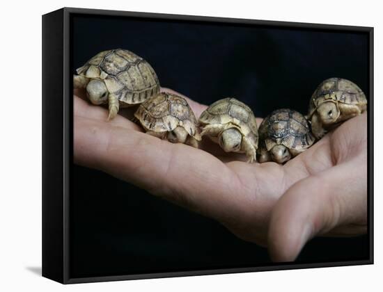 APTOPIX Italy Libya Baby Tortoises-Pier Paolo Cito-Framed Stretched Canvas