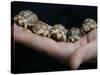 APTOPIX Italy Libya Baby Tortoises-Pier Paolo Cito-Stretched Canvas