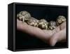 APTOPIX Italy Libya Baby Tortoises-Pier Paolo Cito-Framed Stretched Canvas