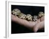 APTOPIX Italy Libya Baby Tortoises-Pier Paolo Cito-Framed Photographic Print