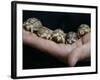 APTOPIX Italy Libya Baby Tortoises-Pier Paolo Cito-Framed Photographic Print