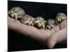 APTOPIX Italy Libya Baby Tortoises-Pier Paolo Cito-Mounted Photographic Print