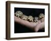 APTOPIX Italy Libya Baby Tortoises-Pier Paolo Cito-Framed Photographic Print